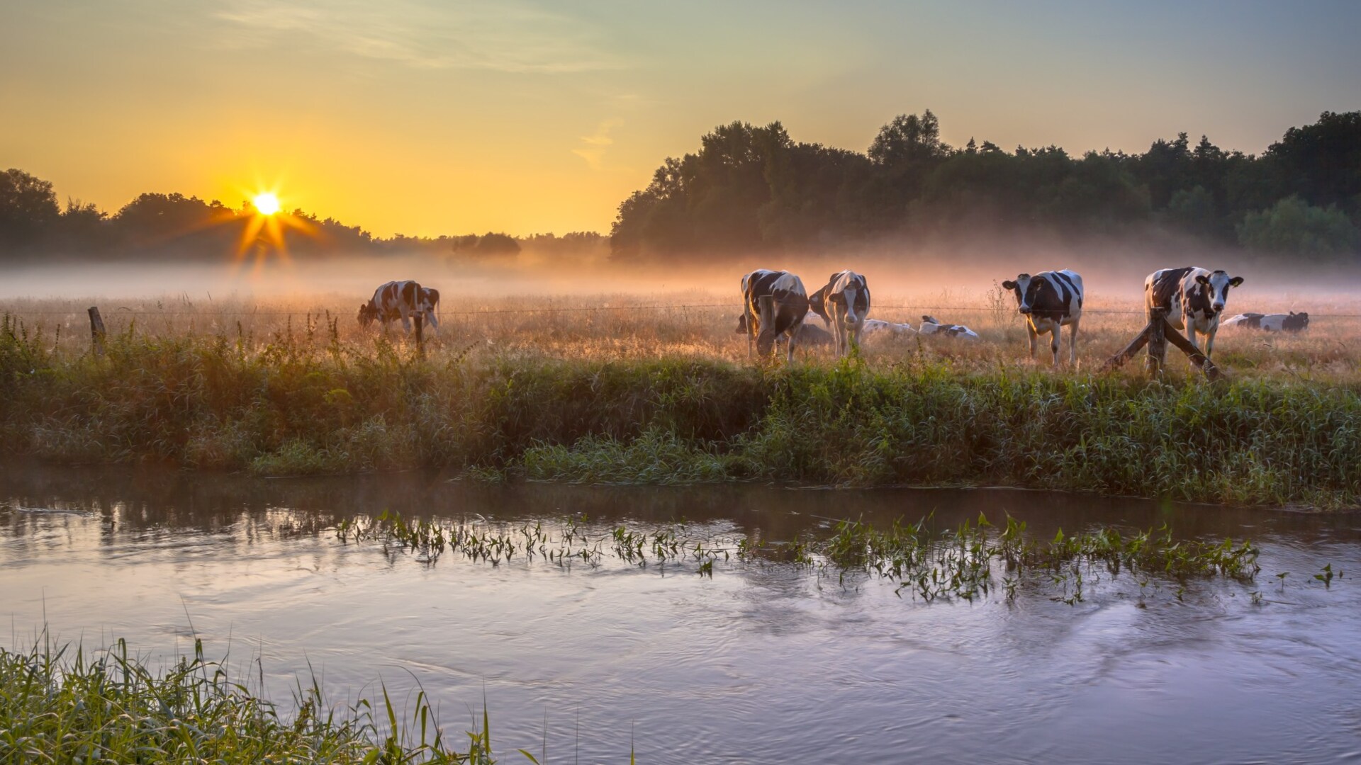 koeien in weiland op de vroege ochtend