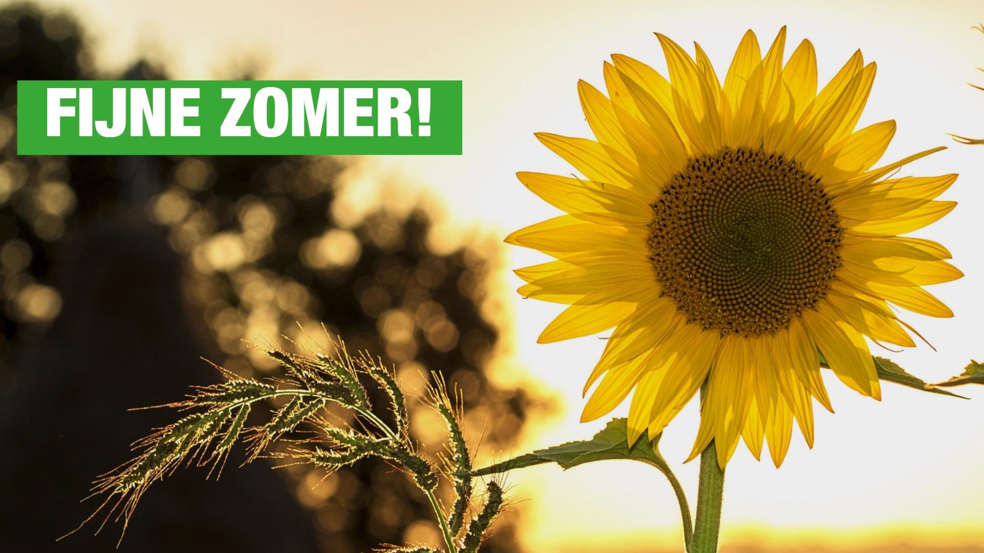 fijnezomer.jpg