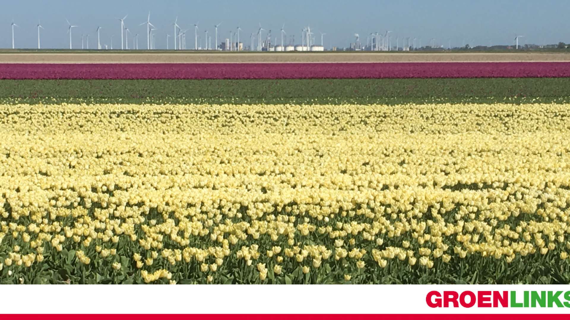 tulpenveld in de buurt van de Eemshaven in de gemeente het Hogeland